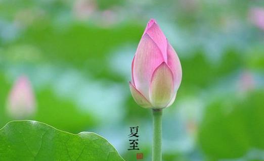 夏至节气的唯美景色（阳光照耀）