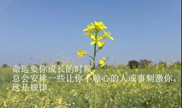 《平凡人生》