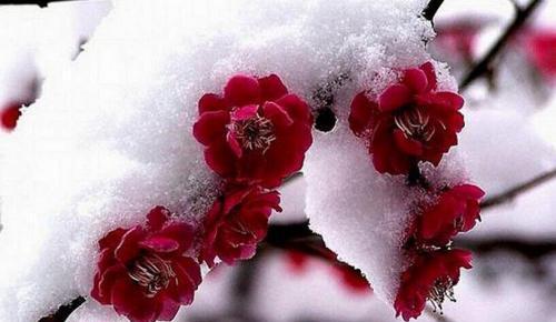 雪域旖旎：穿越雪色的浪漫
