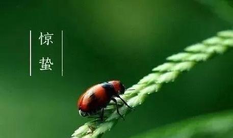 邂逅惊蛰时节，美好祝福送给你（花开之际）