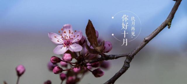 九月再见，十月你好：唯美短句缤纷盛宴