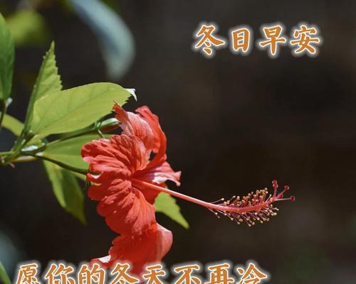2023每日晨语充满阳光的句子有哪些？如何用这些句子开启新的一天？