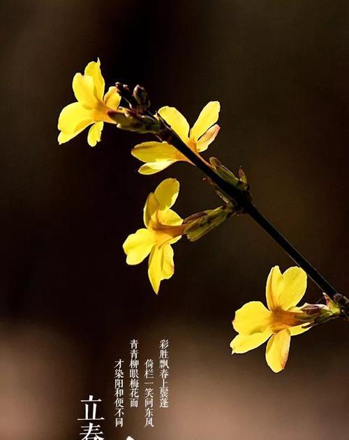 2023立春最打动人心的祝福寄语是什么？如何表达最真挚的祝福？
