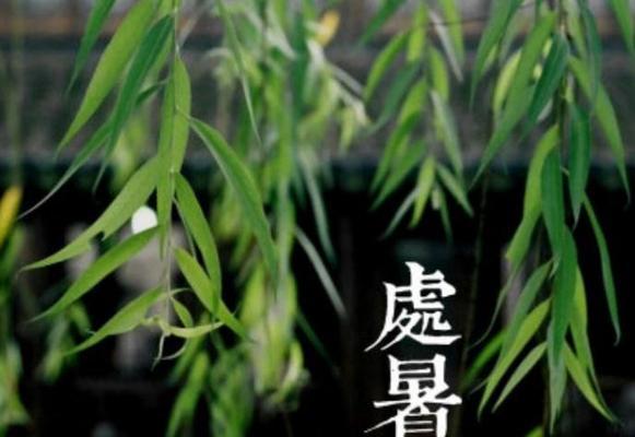 处暑节气如何发送问候语？有哪些创意问候语推荐？
