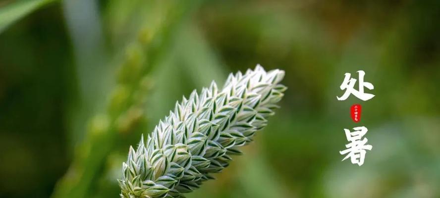 处暑节气很火的说说是什么？如何打造应节气的热门动态？