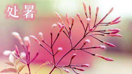 处暑节气如何发送祝福？有哪些简短的祝福语适合分享？