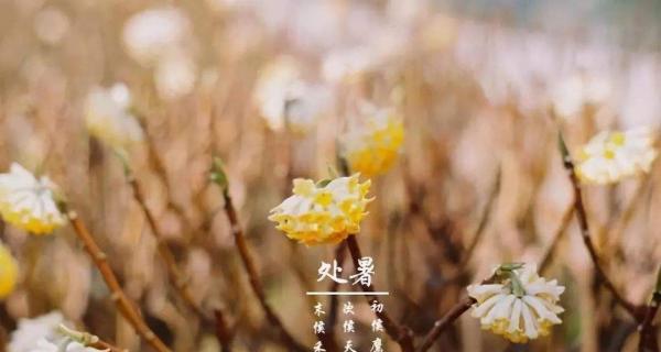 处暑时节如何用早安语录表达心情？有哪些适合的早安语录？