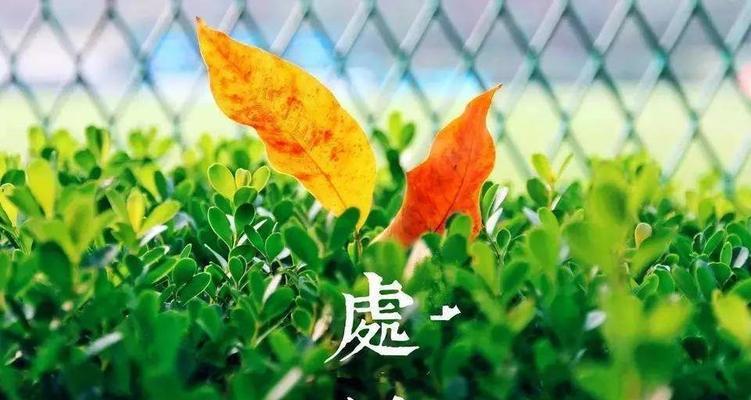 处暑发朋友圈句子汇总？如何用诗意句子迎接秋天的到来？