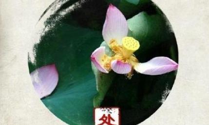 处暑到了怎么发朋友圈？唯美句子有哪些推荐？