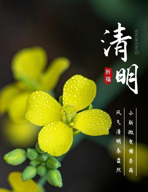 《清风明月照孤坟：清明节气之唯美短句》