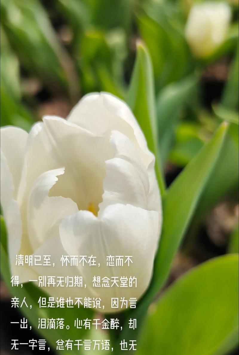 《翠色清明，怀古思今》