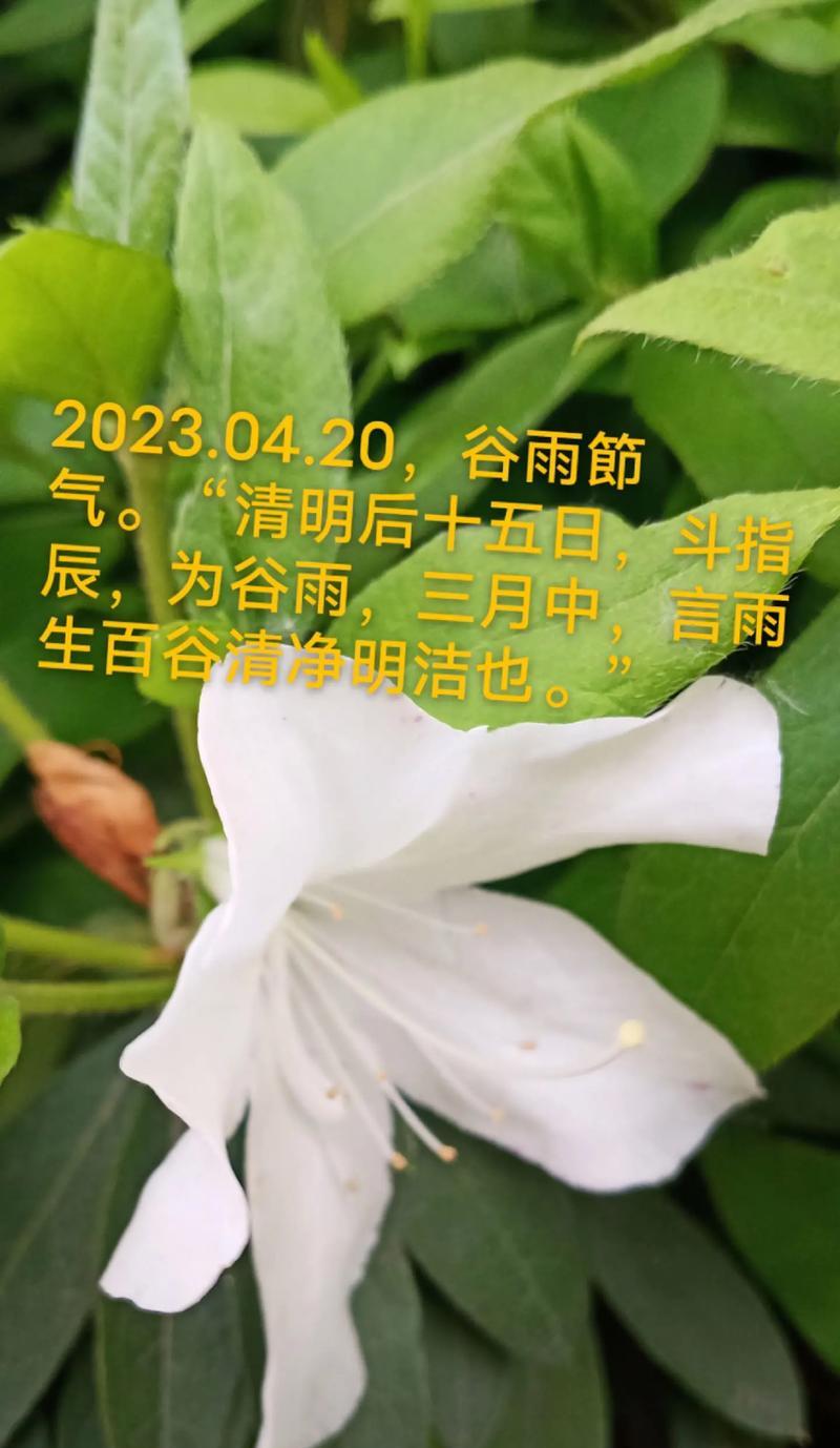 《雨煎谷雨春，细品时光美》