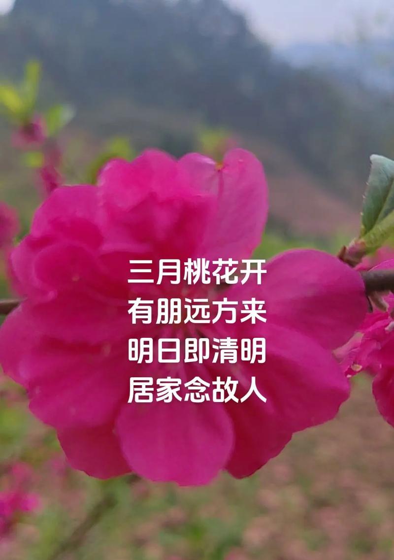 《桃之夭夭，春风十里》