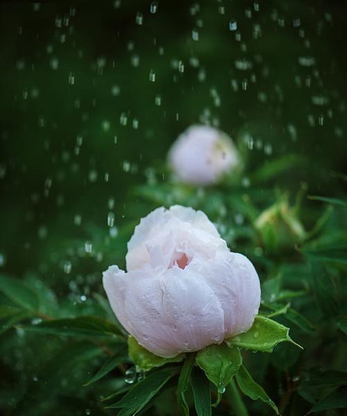 谷雨润牡丹，花语春深时