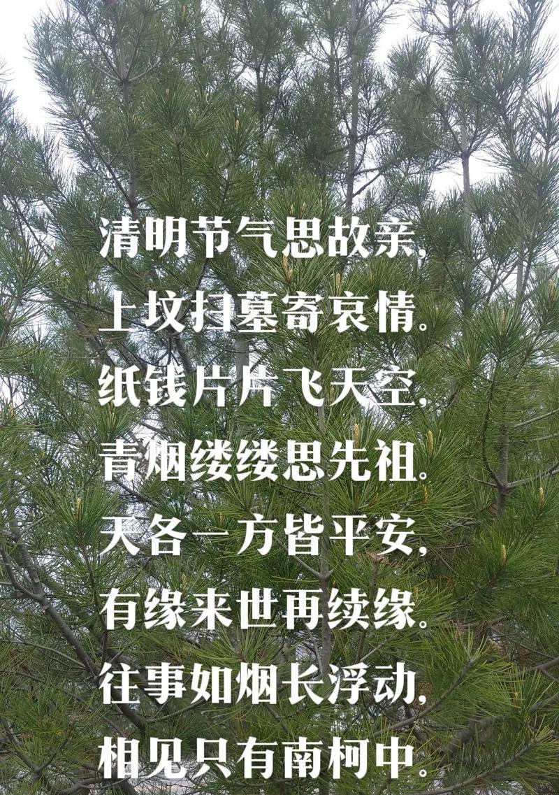 有关清明给长辈扫墓摘抄的句子怎么写（《岁岁清明，怀念长存》）