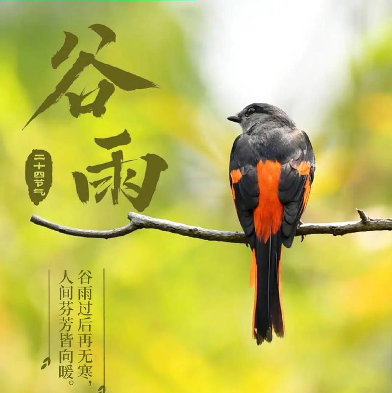 谷雨节气有哪些传统金句好句？（《谷雨润物细无声——春意盎然中寻古韵》）
