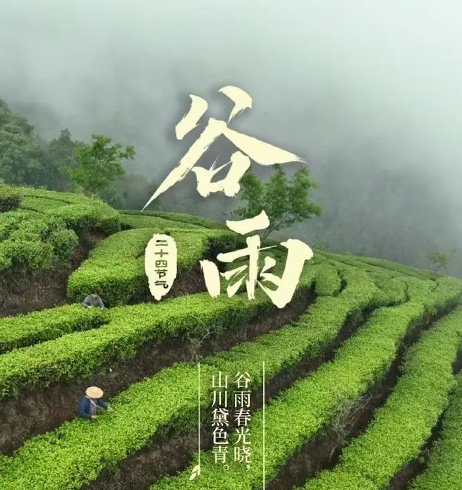 谷雨茶是什么意思（《谷雨吟茶：润心润意》）
