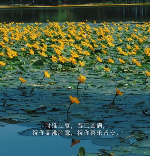 立夏工作文案怎么写？（《立夏趣事——小学生的劳动情怀》）