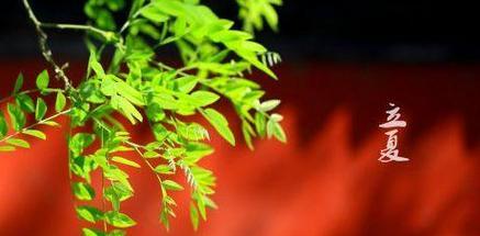 立夏风俗作文500字怎么写？（《立夏时节的青春印记》）