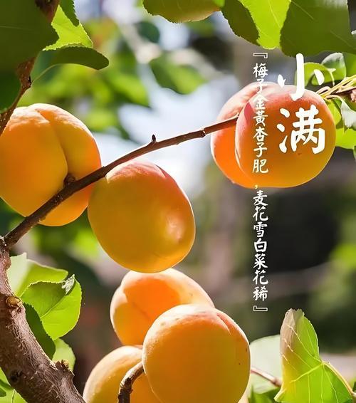 小满节气下雨跑步的句子好句有哪些？（《小满雨中行：润物细无声的诗意奔跑》）
