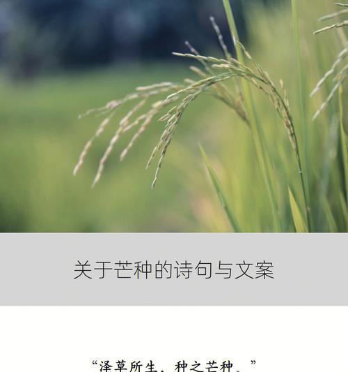 关于芒种节气的谚语或知识（《芒种时分：古风雅致耕耘季》）