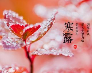 秋天的暗香飘过（秋天的暗香飘过）