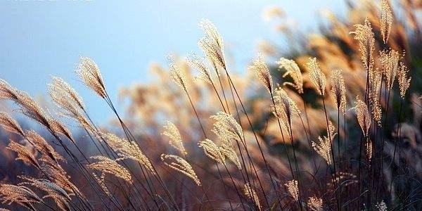 寻觅古代之美（探寻诗经中最唯美的唯美句子）